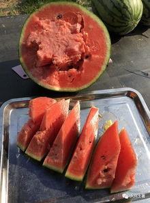 西华网红吃瓜,揭秘网络红人的幕后故事 第3张 西华网红吃瓜,揭秘网络红人的幕后故事 第3张